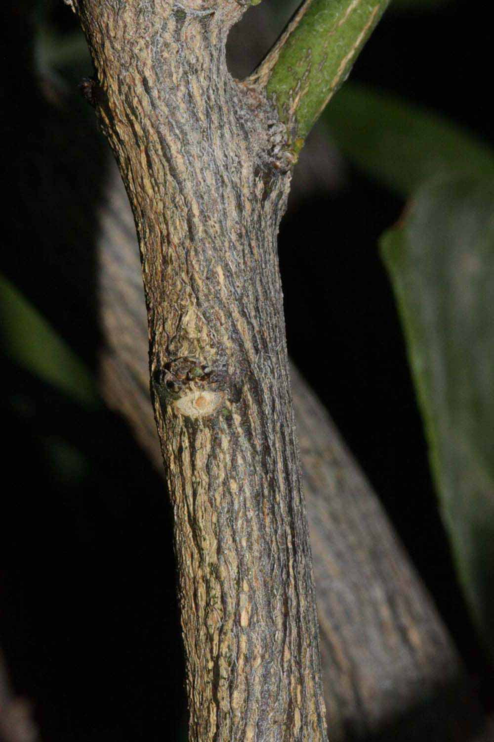              Second - third year twig (Riverside, CA)       